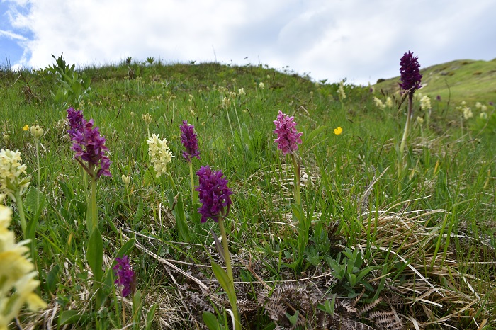 apeileitai-i-orchidea-tis-pindou-paranomi-syllogi-gia-salepi-kai-pagoto-stin-tourkia-137458