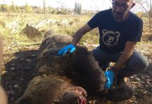 Αρκούδα 390 κιλών σκοτώθηκε σε τροχαίο ατύχημα κοντά στην Καστοριά