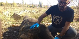 Αρκούδα 390 κιλών σκοτώθηκε σε τροχαίο ατύχημα κοντά στην Καστοριά