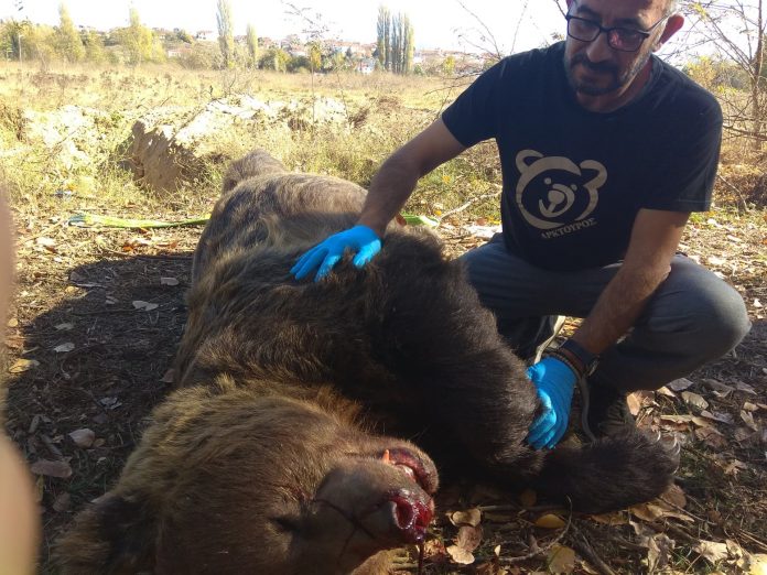 Αρκούδα 390 κιλών σκοτώθηκε σε τροχαίο ατύχημα κοντά στην Καστοριά