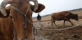 Aρχαία βοοειδή: Από υποζύγια σε γευστική απόλαυση ακριβών ξενοδοχείων