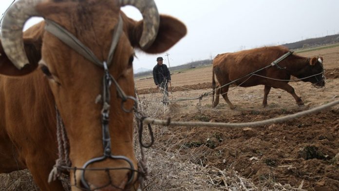 Aρχαία βοοειδή: Από υποζύγια σε γευστική απόλαυση ακριβών ξενοδοχείων