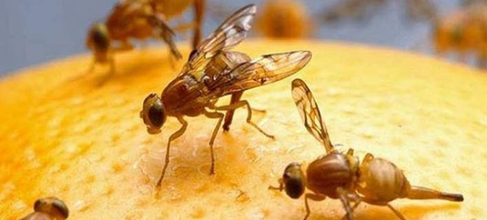 Αυστραλία: Νέα τεχνολογία προειδοποιεί τους αγρότες πού υπάρχουν παράσιτα Αυστραλία: Νέα τεχνολογία προειδοποιεί τους αγρότες πού υπάρχουν παράσιτα