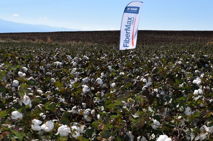 i-basf-ellas-dinei-olokliromenes-lyseis-ston-ellina-paragogo-me-tis-poikilies-vamvakiou-fibermax-kai-stoneville-136957