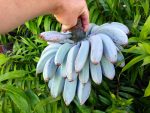 blue-banana
