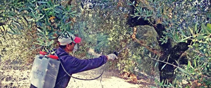 dakos-psekasmoi Σε τρίτο δολωματικό ψεκασμό προχώρησε η ΔΑΟΚ, καθώς ο καιρός ευνοεί τον δάκο