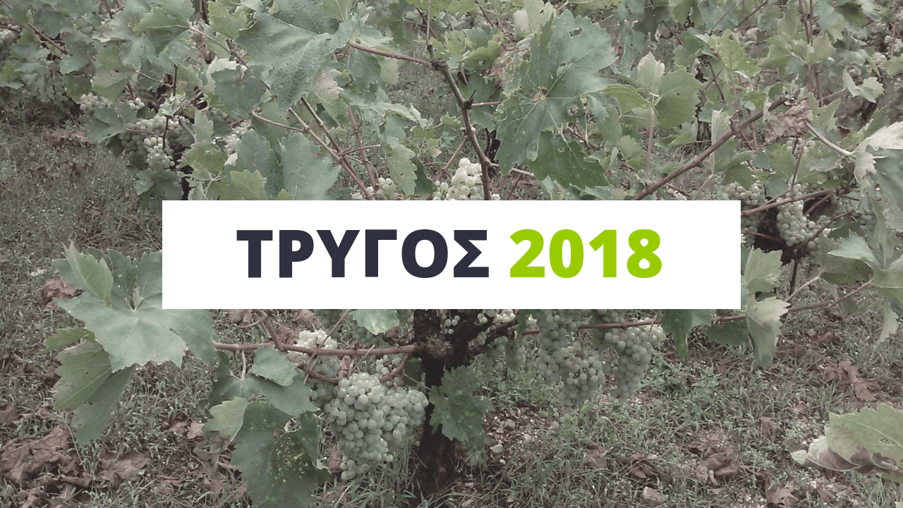 trygos_2018-meiomeni-i-paragogi-sti-zitsa-sta-idia-epipeda-oi-times-136305