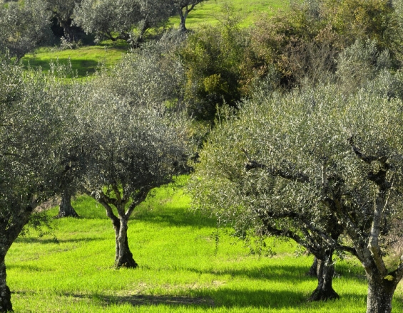 Ημερίδα για την Προώθηση του ΕλαιοΤουρισμού στην Κρήτη