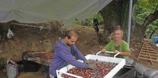 Ικανοποίηση από την πρώτη εξαγωγή του κάστανου στην Ιταλία επικρατεί στον νεοσύστατο Αγροτικό Συνεταιρισμό Αμπελακίων και στη δραστήρια Ομάδα Παραγωγών. 