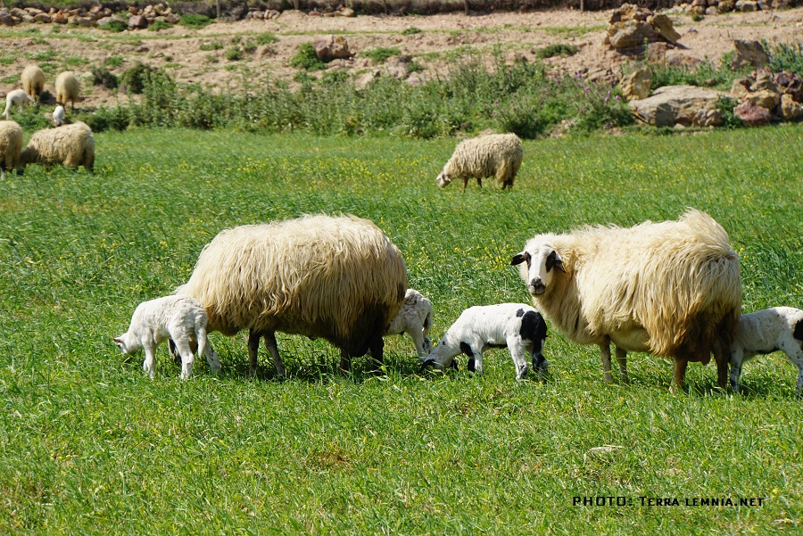 meiosi-ton-ktinotrofon-stin-argolida-136832