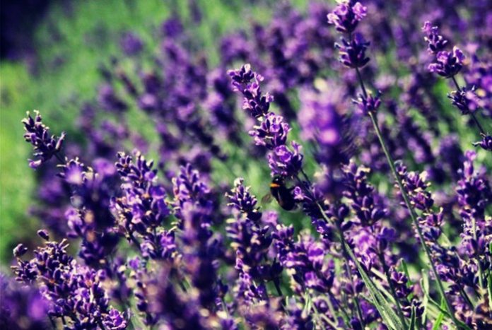 lavanda-astheneies lavanda-astheneies