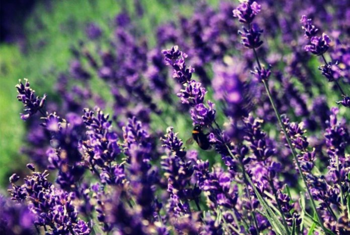 lavanda-astheneies