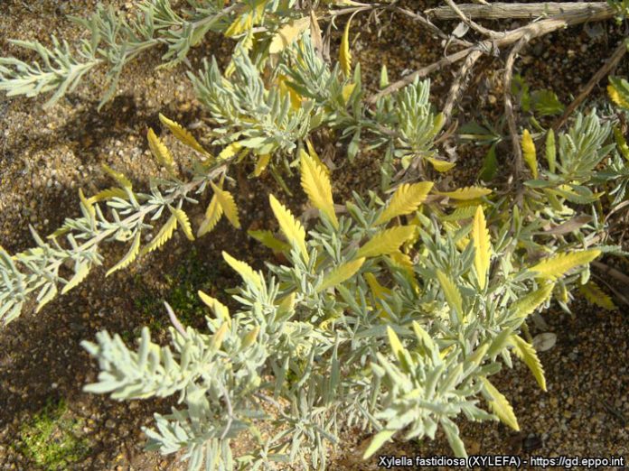 levanta_Xylella-fastidiosa