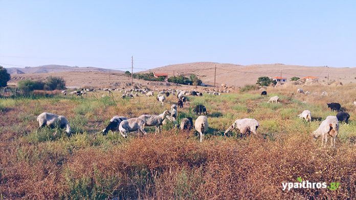 limnos-provata-ktinotrofoi τα στέμφυλα ενισχύουν την αντιοξειδωτική άμυνα των παραγωγικών ζώων και μειώνουν την ανάπτυξη παθογόνων οργανισμών κατά 30% στην εντερική τους χλωρίδα.