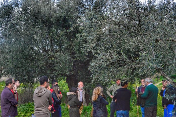 Μεσσηνία: Ανοικτή διημερίδα για τον εορτασμό της «Παγκόσμιας ημέρας ελιάς και ελαιόλαδου» Μεσσηνία: Ανοικτή διημερίδα για τον εορτασμό της «Παγκόσμιας ημέρας ελιάς και ελαιόλαδου»