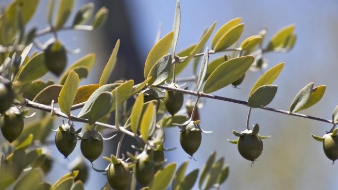 Παλαιστίνη: Το δέντρο jojoba από τις ΗΠΑ ευδοκιμεί στη Λωρίδα της Γάζας