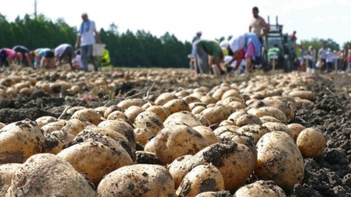 patata-kalliergia-se-xorafi patata-kalliergia-se-xorafi