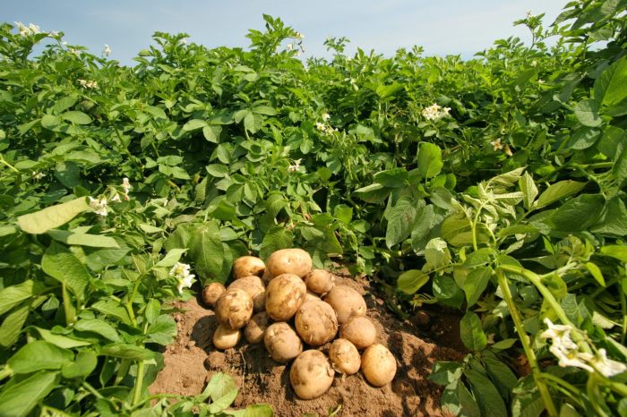 o-apistopoiitos-patatosporos-egkymonei-kindynous-ston-tomea-tis-fytoprostasias-137665