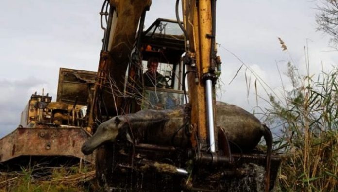 Πέντε νεκρά άλογα βρέθηκαν σε κανάλι του Δέλτα Έβρου