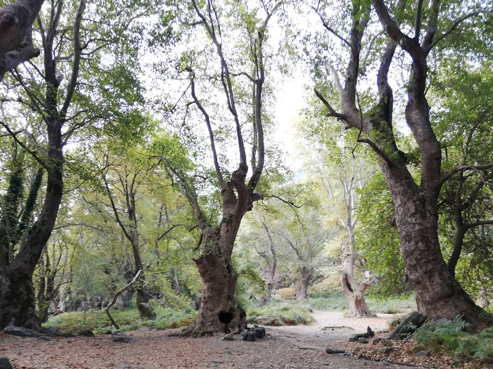 ekdilosi-pyrkagias-stis-piges-tou-fonia-sti-samothraki-138531
