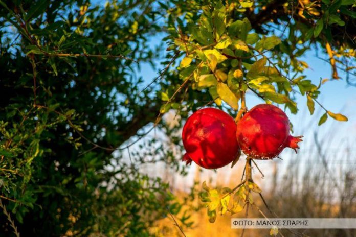 rodi-dentro Διακυμάνσεις στην παραγωγή ροδιού, μόνη σταθερά η ποιότητα