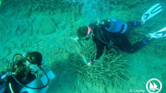 Σημαντική απειλή για την πίνα στις ελληνικές θάλασσες Σημαντική απειλή για την πίνα στις ελληνικές θάλασσες
