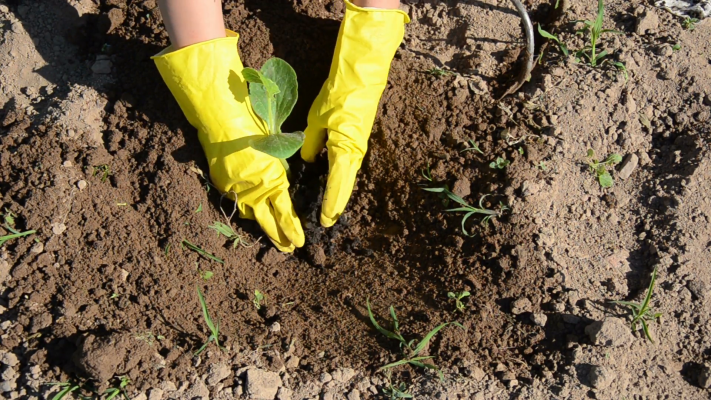 komotini-sta-spargana-i-agrodiatrofiki-sybraxi-synergeia-138292