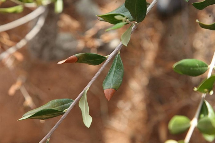 h-xylella-borei-na-prokalesei-zimies-dis-evro-kai-stin-ellada-anevazontas-tin-timi-tou-ladiou-138057