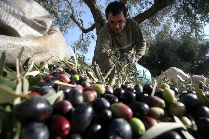 τιμής φέτος για τις ελιές Καλαμών τιμής φέτος για τις ελιές Καλαμών