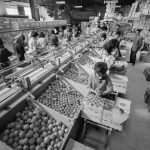 Εργάτριες σε εργοστάσιο εσπεριδοειδών, 1963.
