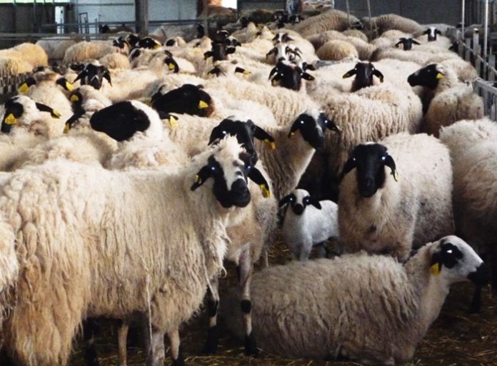 holstein-xiotiki-fili Πού και γιατί οι εγχώριες φυλές υπερτερούσαν, υπερτερούν και θα συνεχίσουν να υπερτερούν των ξένων