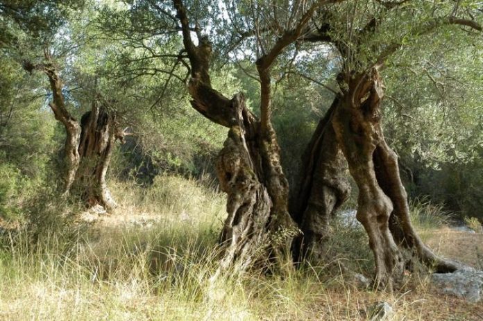 Σε κινητοποιήσεις και οι αγρότες της Κέρκυρας