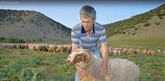 Διαχωρισμό ΕΛΓΑ σε γεωργικό και κτηνοτροφικό αλλά και ελέγχους στο γάλα ζητούν οι Θεσσαλοί κτηνοτρόφοι