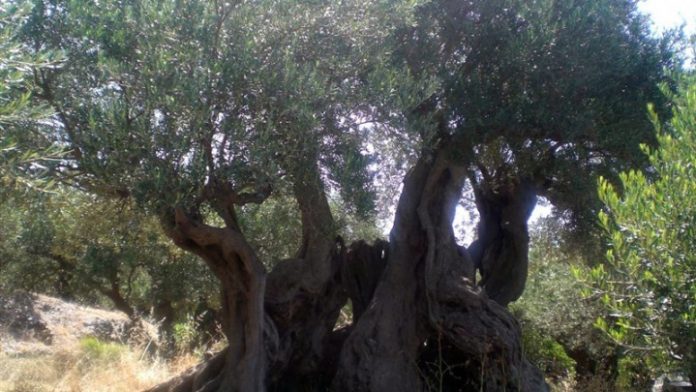 Μεταφύτευση ελαιοδέντρων στις πυρόπληκτες περιοχές της Αττικής Μεταφύτευση ελαιοδέντρων στις πυρόπληκτες περιοχές της Αττικής