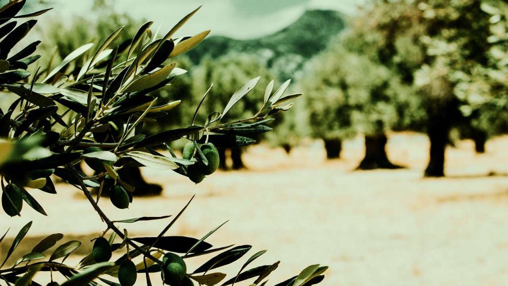 se-epitirisi-ta-pyrinelaiourgeia-tis-achaias-139824
