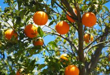 portokalia-navalines