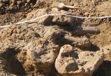 Προϊστορικός χαυλιόδοντας δύο μέτρων εντοπίστηκε στο ορυχείο της ΔΕΗ Αμυνταίου
