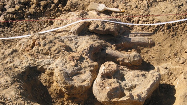 proistorikos-chavliodontas-dyo-metron-entopistike-sto-orycheio-tis-dei-amyntaiou-140510