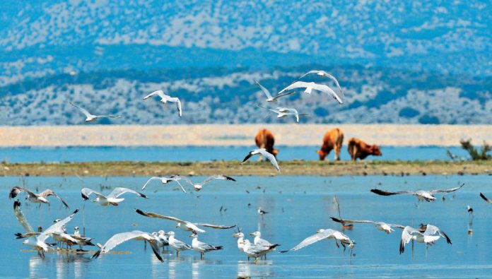 Προβολή της Λίμνης Κάρλας από την Ευρωπαϊκή Επιτροπή