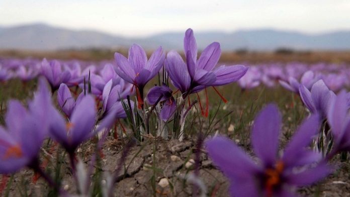 Στα ράφια των κινεζικών καταστημάτων ο κρόκος, από τις αρχές του 2019