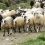 Ζωοκλοπή στην Κρήτη – Πάνω από εκατό πρόβατα άρπαξαν οι δράστες