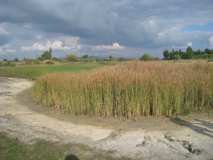 xirasia-ileia-limnes xirasia-ileia-limnes