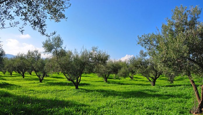 Αίτημα παραγωγών Δ. Ελλάδας στον ΕΛΓΑ για αποζημίωση Αίτημα παραγωγών Δ. Ελλάδας στον ΕΛΓΑ για αποζημίωση