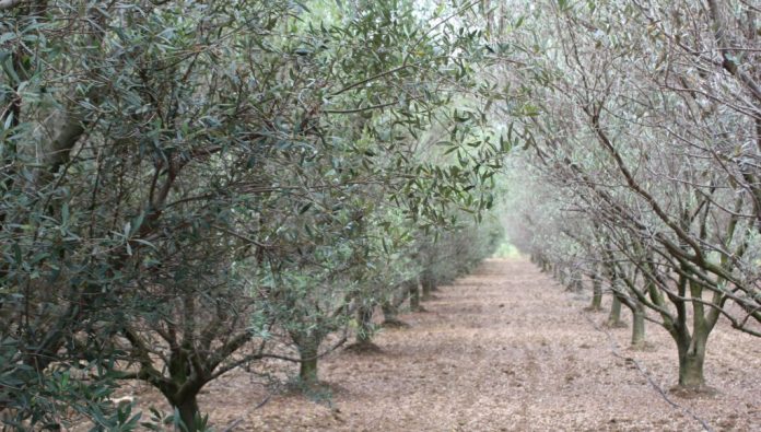 Ημερίδα για τη θρέψη και τη λίπανση της ελιάς στις 9 Απριλίου στη Χαλκιδική Ημερίδα για τη θρέψη και τη λίπανση της ελιάς στις 9 Απριλίου στη Χαλκιδική