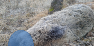 Έγκυος αρκούδα βρέθηκε δηλητηριασμένη και ακρωτηριασμένη στο Πυλωρί Κοζάνης