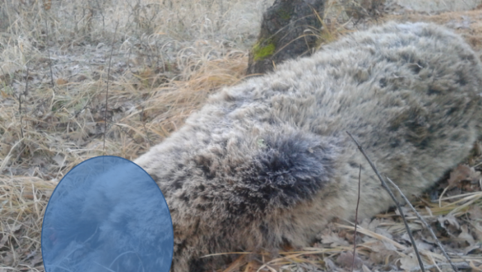 Έγκυος αρκούδα βρέθηκε δηλητηριασμένη και ακρωτηριασμένη στο Πυλωρί Κοζάνης