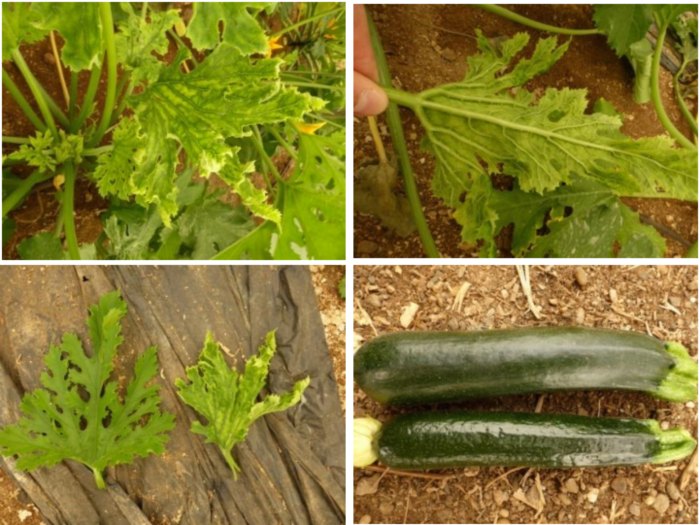 se-epagrypnisi-gia-to-karouliasma-ton-kipeftikon-144254