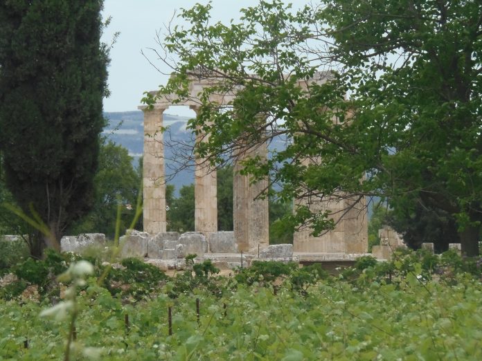 Στην ΝΕΜΕΑ καλλιεργούνται 30.000 στρέμματα σταφύλι Αγιωργίτικο