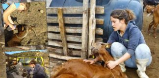 Οι 3 αδερφές τέταρτης γενιάς κτηνοτρόφοι από το Ελληνόκαστρο Τρικάλων