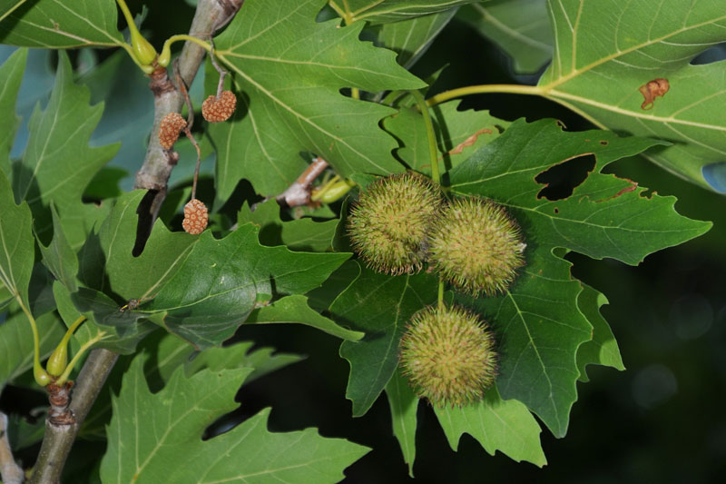 platanos-ena-eidos-pou-apeileitai-me-exafanisi-142145